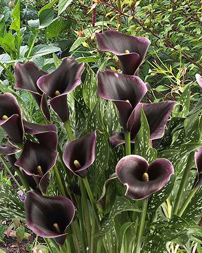 ZANTEDESCHIA (KALA) DUBAI NIGHTS 25 ks